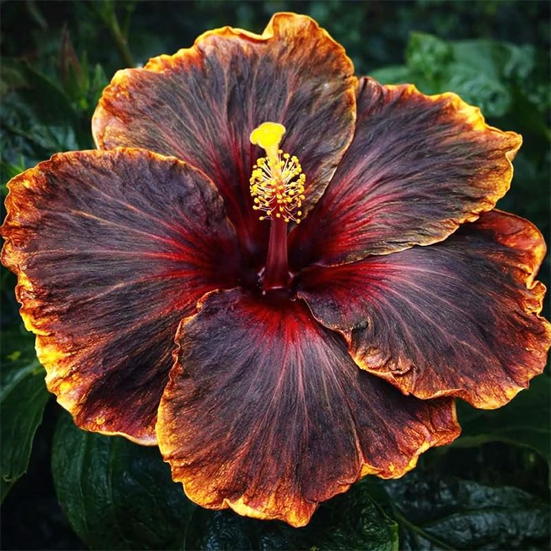 Generic hibiscus garden border with tall, upright habit