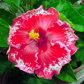 Generic hibiscus on a patio as a focal point