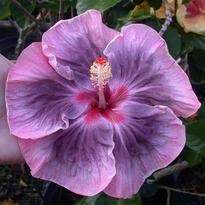 Generic Hibiscus potted decor for balconies and patios.
