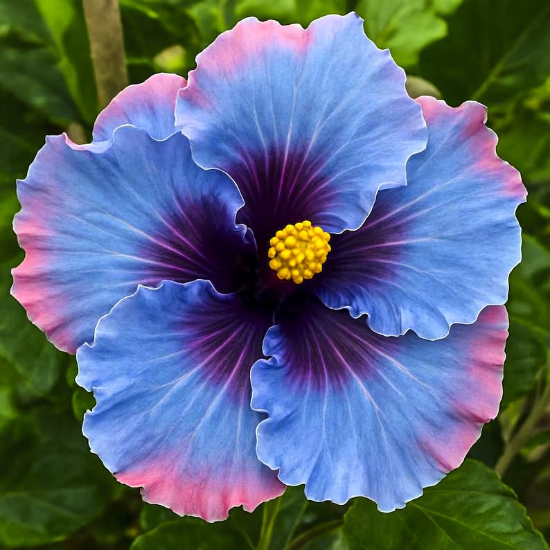 Generic Hibiscus seeds giant bloom close-up showcasing large petals.