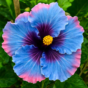 Generic Hibiscus seeds giant bloom close-up showcasing large petals.