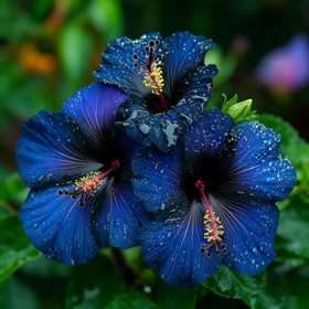 Generic Hibiscus seeds potted decoration blooming on a sunny patio.