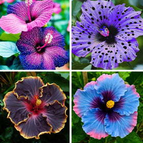 Generic Hibiscus seeds seed packet ready for planting, boosting home garden color.