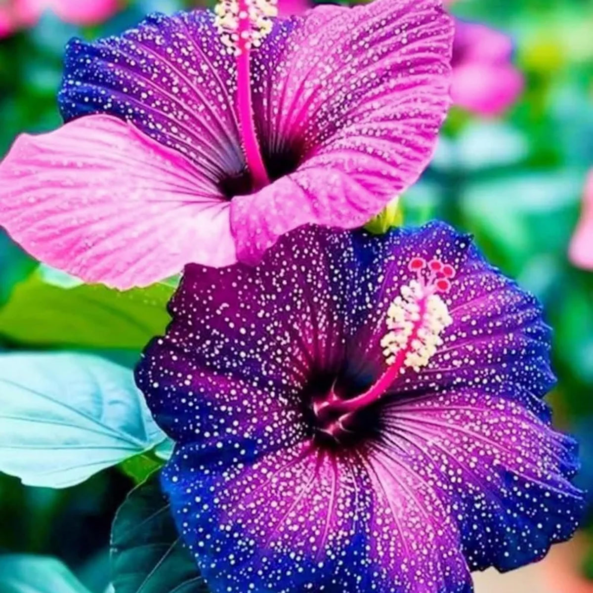 Generic Hibiscus seeds seedling taking root in warm soil for vibrant blooms.