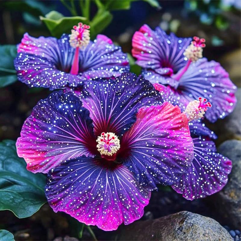 Generic Hibiscus Seeds soaking in warm water to soften coats.