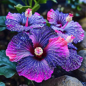 Generic Hibiscus Seeds soaking in warm water to soften coats.