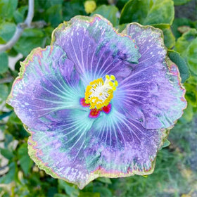 Generic Hibiscus Seeds sowing in well-draining soil for healthy emergence.