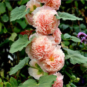Generic hollyhock seeds are easy to grow in sun to partial shade, suitable for beginners.
