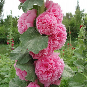 Generic hollyhock seeds May to October bloom extends summer color in outdoor spaces.
