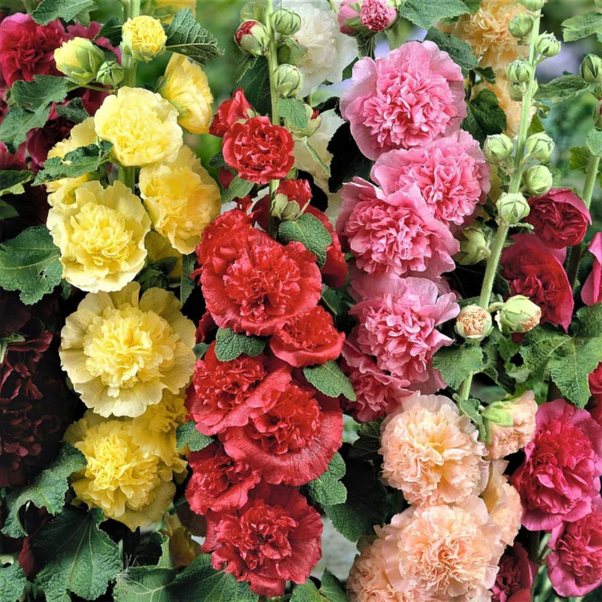 Generic hollyhock seeds mixed colors blooms ideal for borders and pollinator habitats.