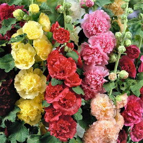 Generic hollyhock seeds mixed colors blooms ideal for borders and pollinator habitats.