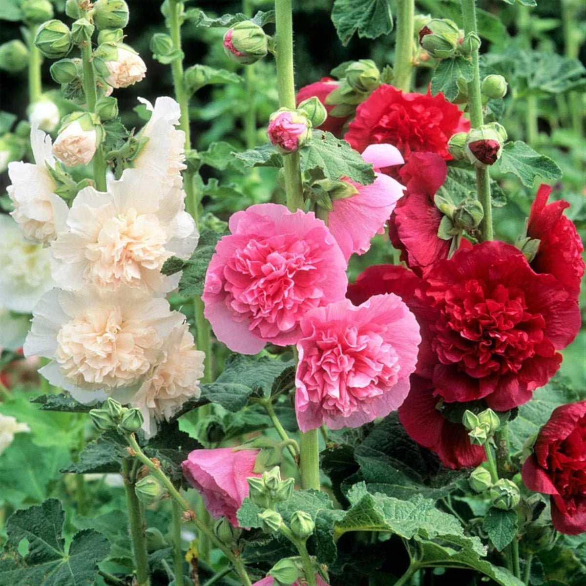 Generic hollyhock seeds attract butterflies and hummingbirds with vibrant blossoms.
