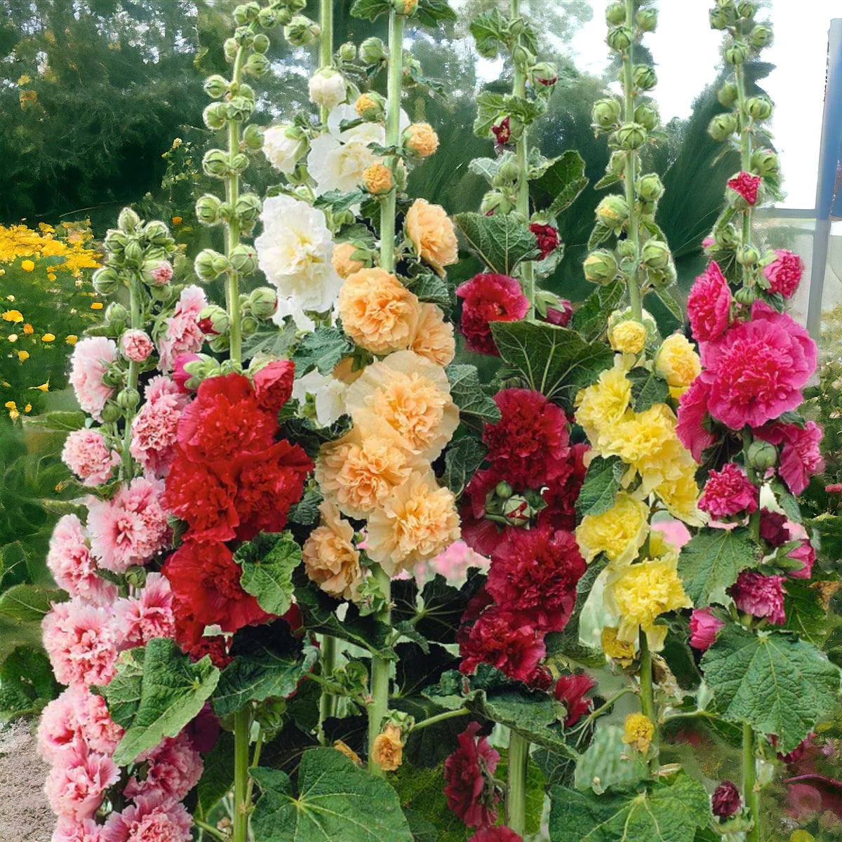 Generic hollyhock seeds mixed colors blooms create tall spires for dramatic garden backdrops.