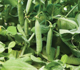 Generic Homesteader pea plant growth image highlighting compact size and staking needs.