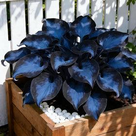 Generic Hosta Seeds show shade-loving perennials for dark corners