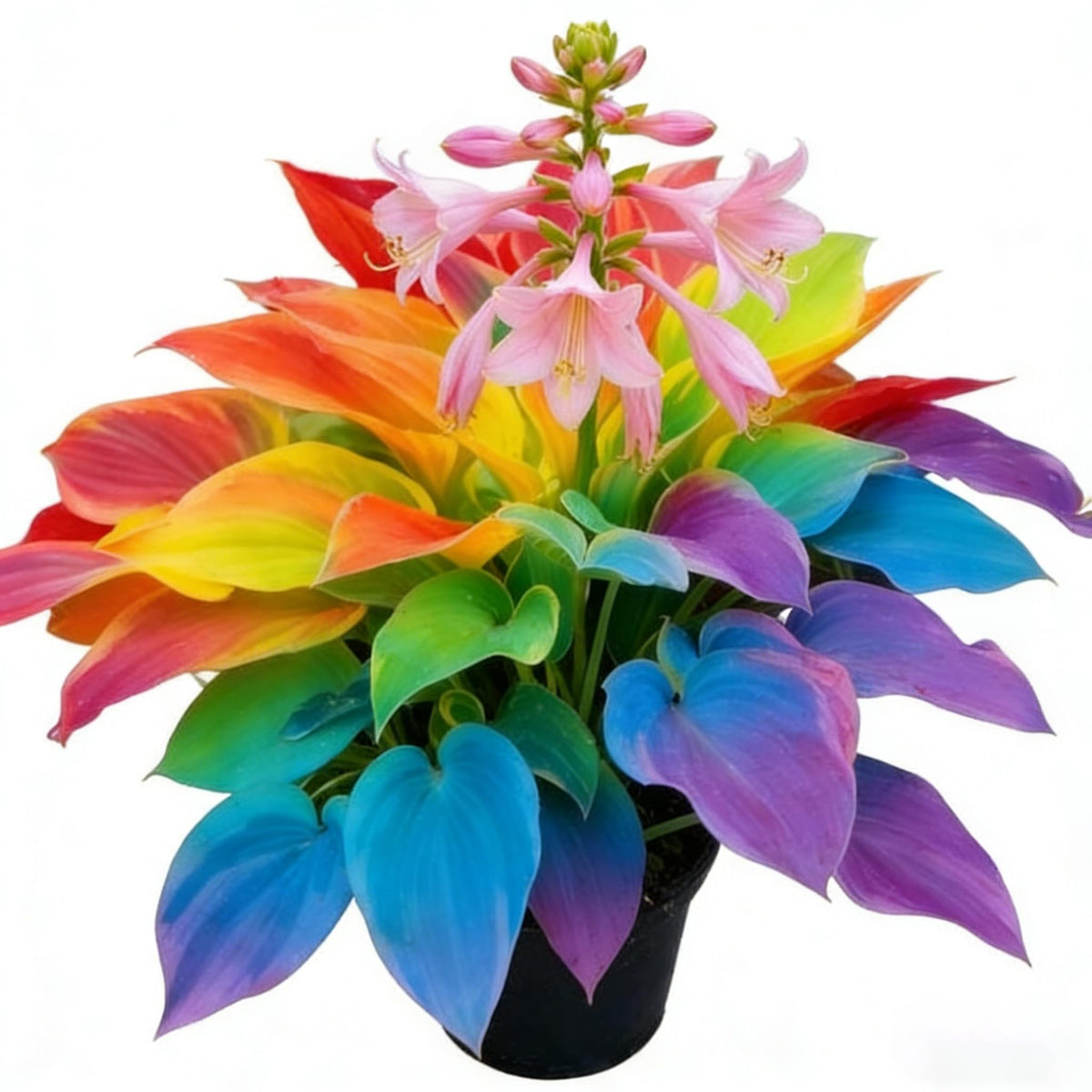 Generic Hosta seeds 300 mixed heart-shaped, ideal for shade gardens.