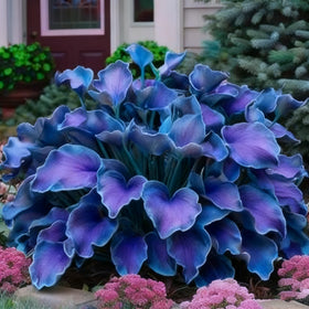 Generic Hosta Seeds collection 310+ offers diverse leaf colors for visual interest
