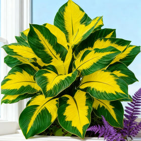 Generic Hosta seeds blue-green foliage adds elegant garden color.
