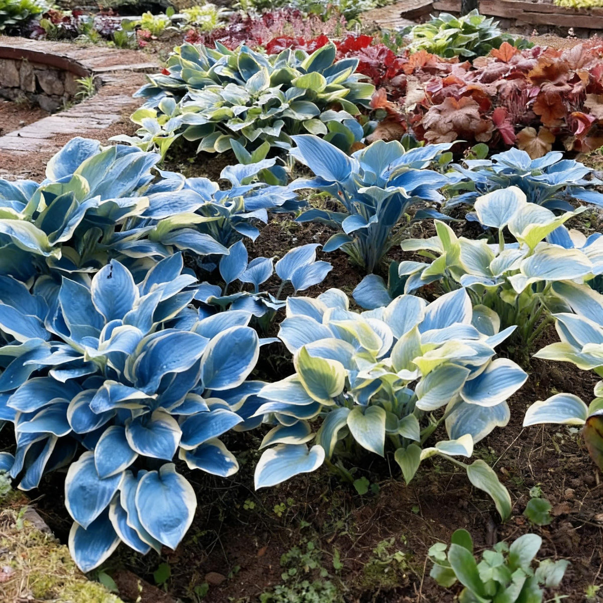 Generic Hosta Seeds ideal for bonsai decoration and containers