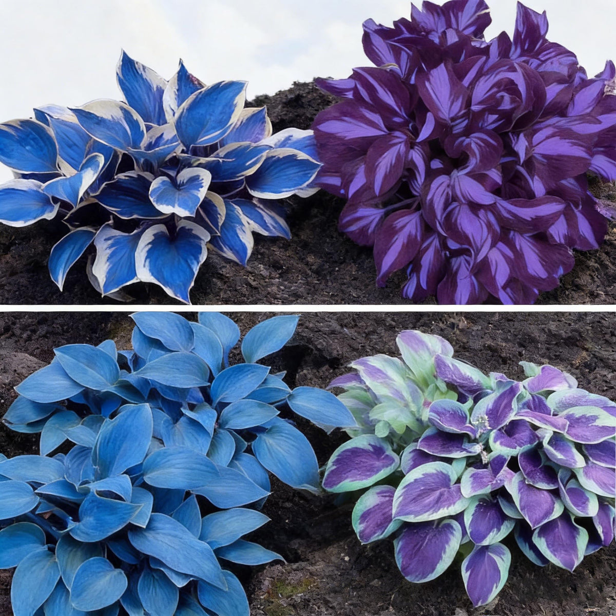 Generic Hosta Seeds are cold-hardy for USDA zones 3–9