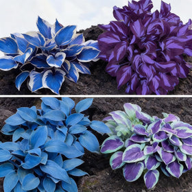 Generic Hosta Seeds are cold-hardy for USDA zones 3–9