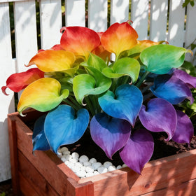 Generic Hosta seeds cold stratification method to improve germination with light exposure.
