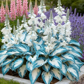 Generic Hosta Seeds cold stratification prep boosts germination
