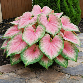 Generic Hosta Seeds require cold stratification to improve germination potential.