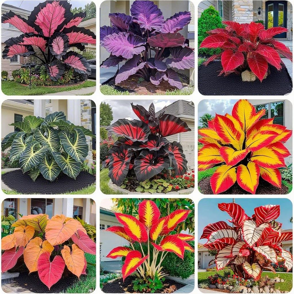 Generic Hosta seeds collection for lush shade foliage and variety.