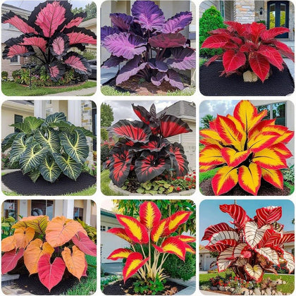 Generic Hosta seeds collection for lush shade foliage and variety.