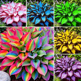 Generic Hosta seeds exotic collection 01 — lush foliage for shaded garden borders.