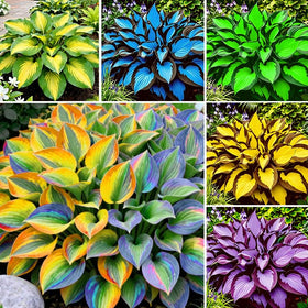 Generic Hosta seeds exotic collection 02 — variegated leaves for container displays.