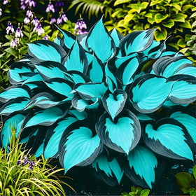 Generic Hosta seeds exotic collection 04 — ground cover along shaded paths.
