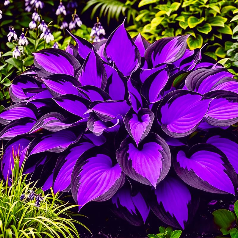 Generic Hosta seeds exotic collection 05 — foundation plantings with visual interest.