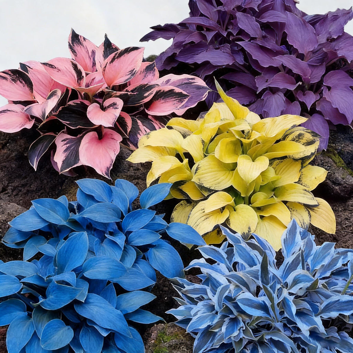 Generic Hosta Seeds feature fragrant summer flowers on tall spikes