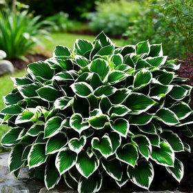 Generic Hosta Seeds produce lavender flower spikes to attract pollinators in shade.