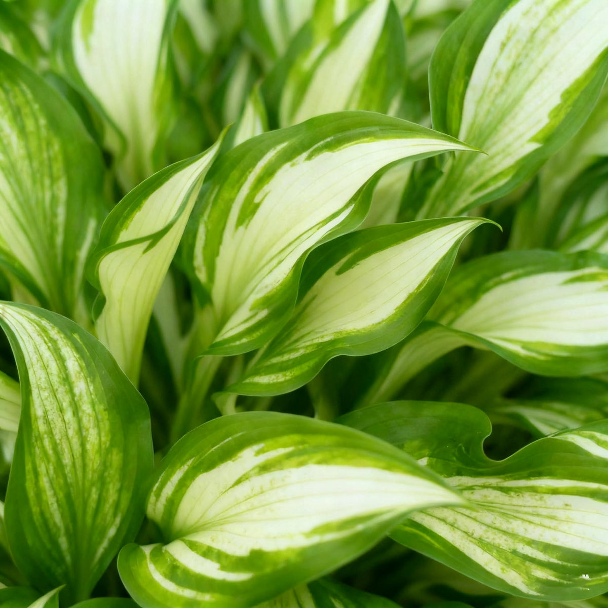 Lavender flowers rise above hosta foliage in mid-summer to attract pollinators.