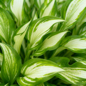 Lavender flowers rise above hosta foliage in mid-summer to attract pollinators.