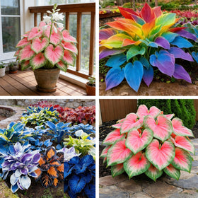 Generic Hosta Seeds with mixed variegated foliage for shade garden color and texture.