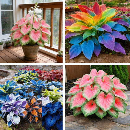 Generic Hosta Seeds with mixed variegated foliage for shade garden color and texture.