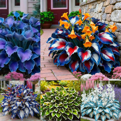 Generic Hosta Seeds seed packet for easy shade garden planting and lush foliage