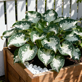 Generic Hosta Seeds thriving in a shade garden border of woodland area.