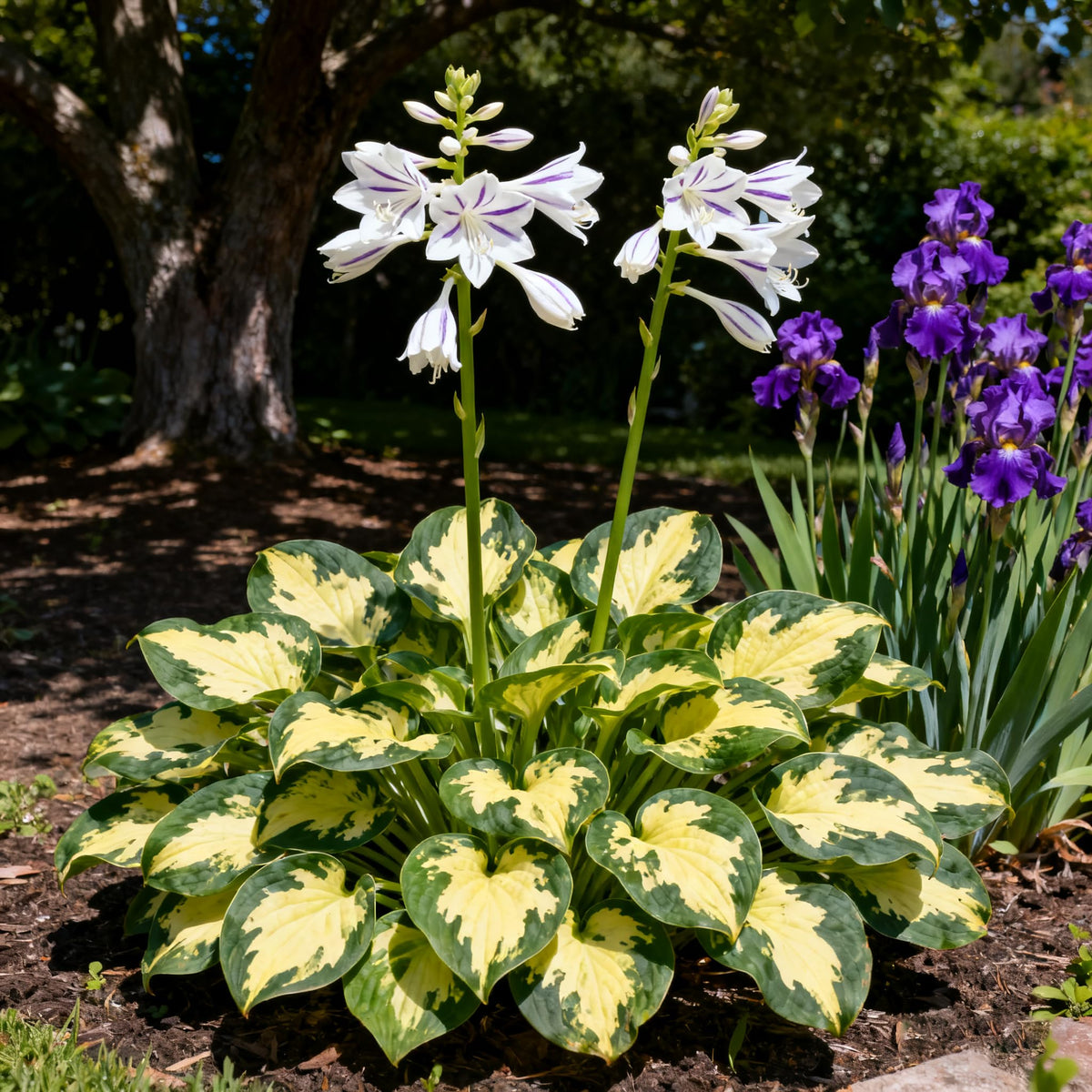 Generic Hosta Seeds shade garden planting under trees and walls