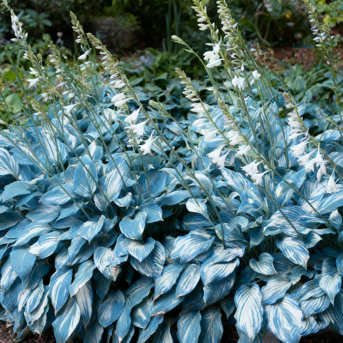 Generic Hosta Seeds summer bloom spikes attract pollinators in shade