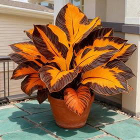 Generic Hosta seeds yield summer flowers with soft fragrance.