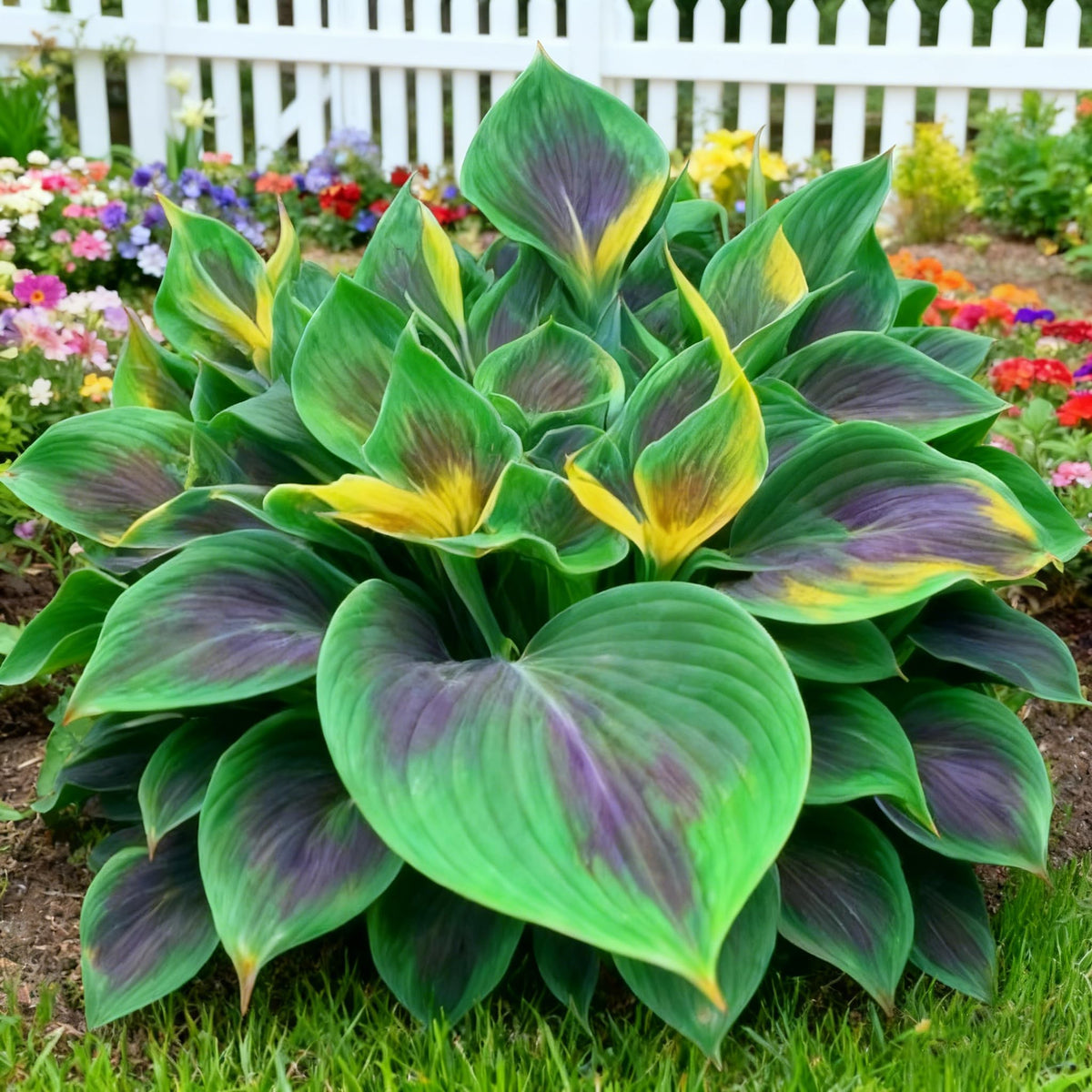 Generic Hosta seeds with variegated foliage and red edges brighten shady borders.
