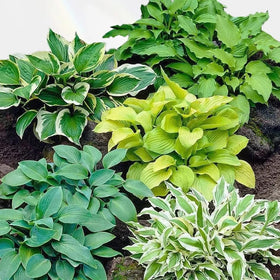 Generic Hosta seeds variegated leaves provide striking contrast.