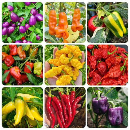 Generic hot and sweet pepper seed collection front view for home gardening.