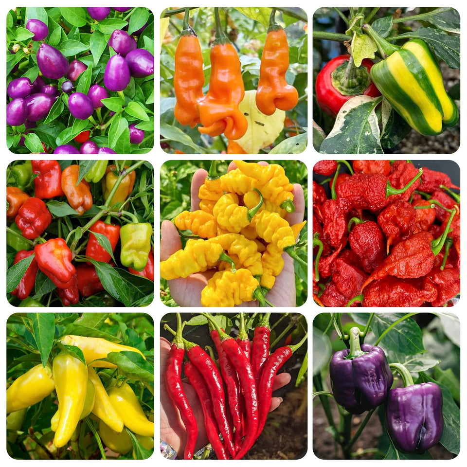 Generic hot and sweet pepper seed collection front view for home gardening.