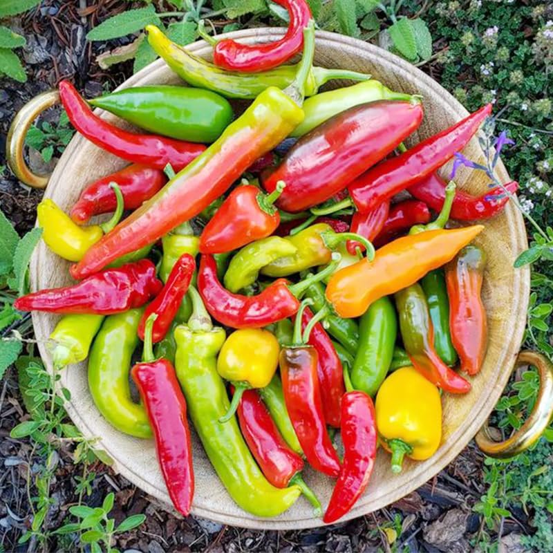 Generic hot-sweet-pepper-seed-collection labels close-up.